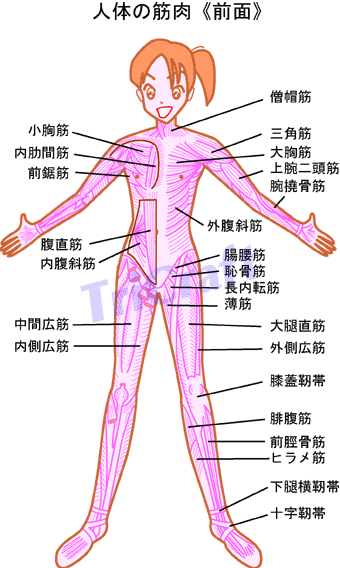 筋肉の種類って？どうやって分類されている