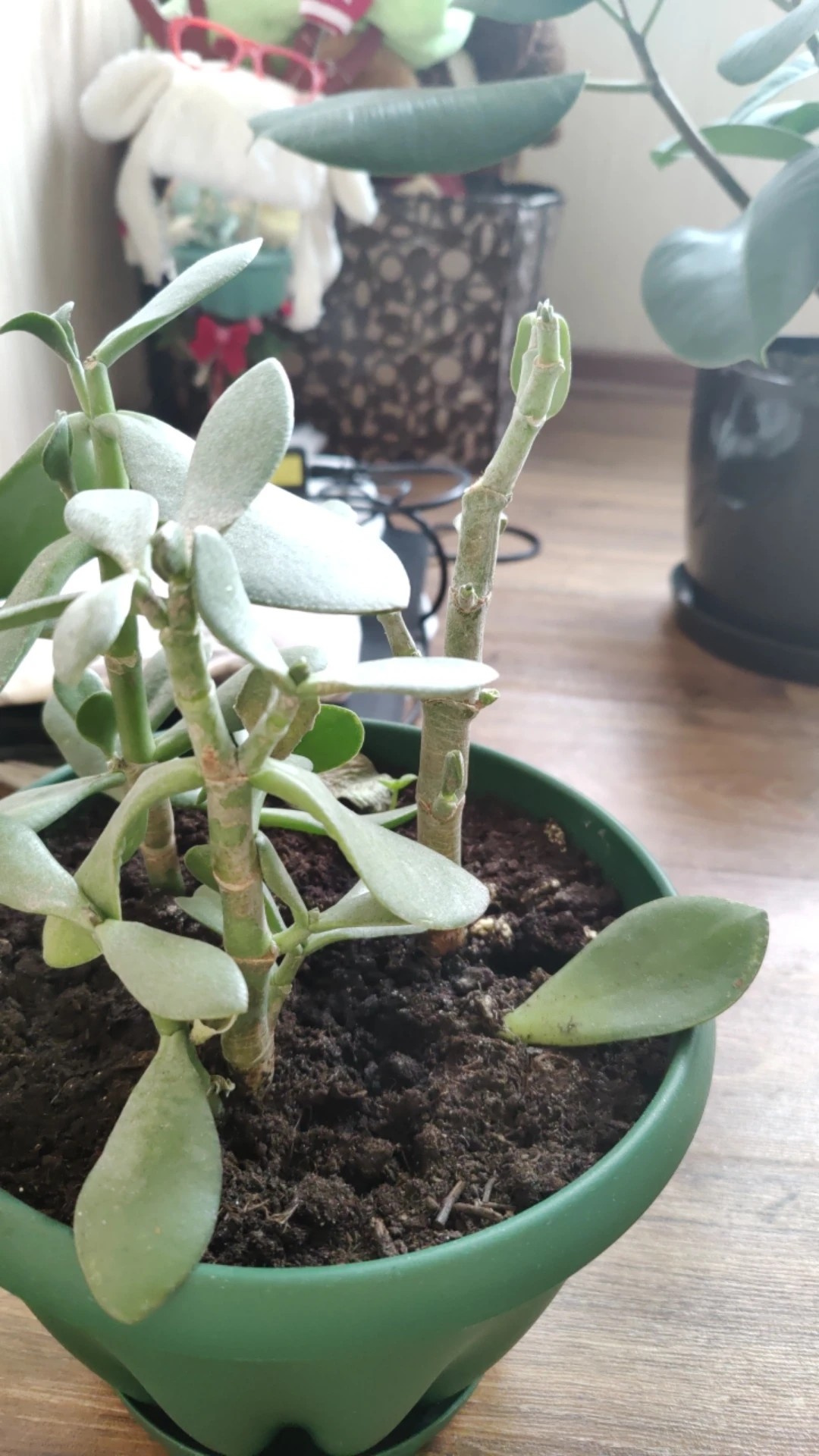 金のなる木について質問です。朝起きるといきなり葉が落ちるようにな- Yahoo!知恵袋