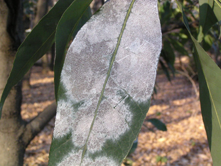 うどんこ病農業害虫や病害の防除・農薬情報病害虫・雑草の情報基地全国農村教育協会
