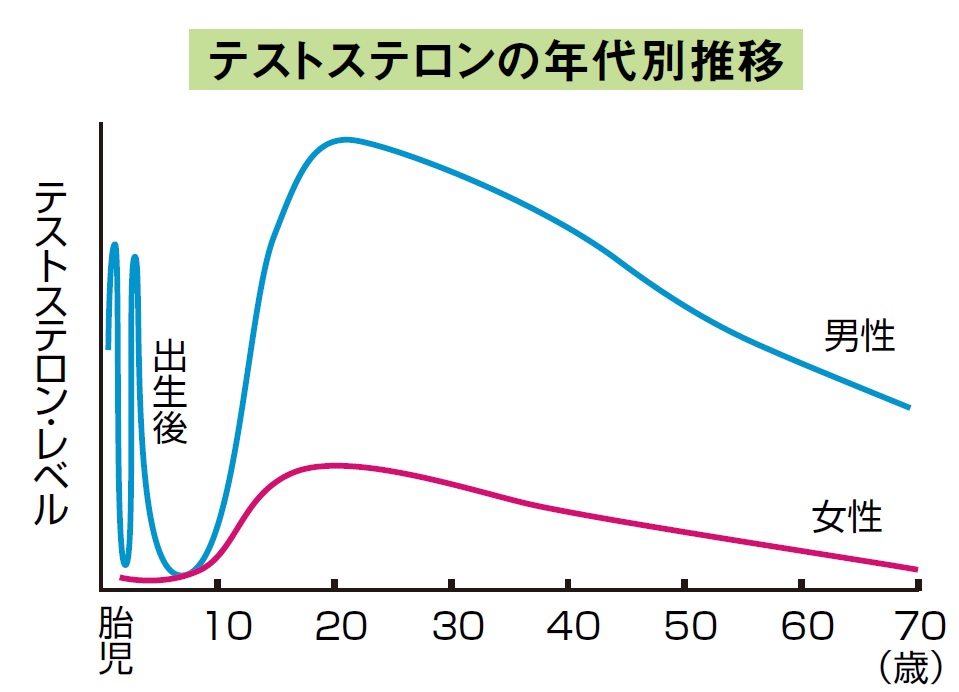 男性最強の”味方”ホルモン！？① - カルサイネイザン専門店 Re:Karsaiリカルサイ