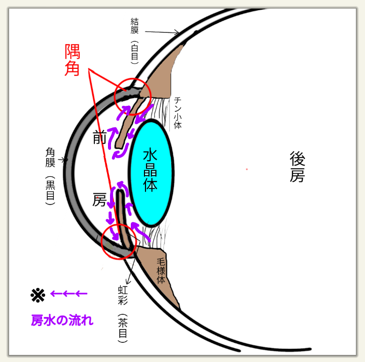 眼球断面図のイラスト素材 - PIXTA