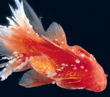 金魚は死ぬ前にどうなる？体の異変を見逃さないことが長生きのポイントペット火葬・葬儀はハピネス