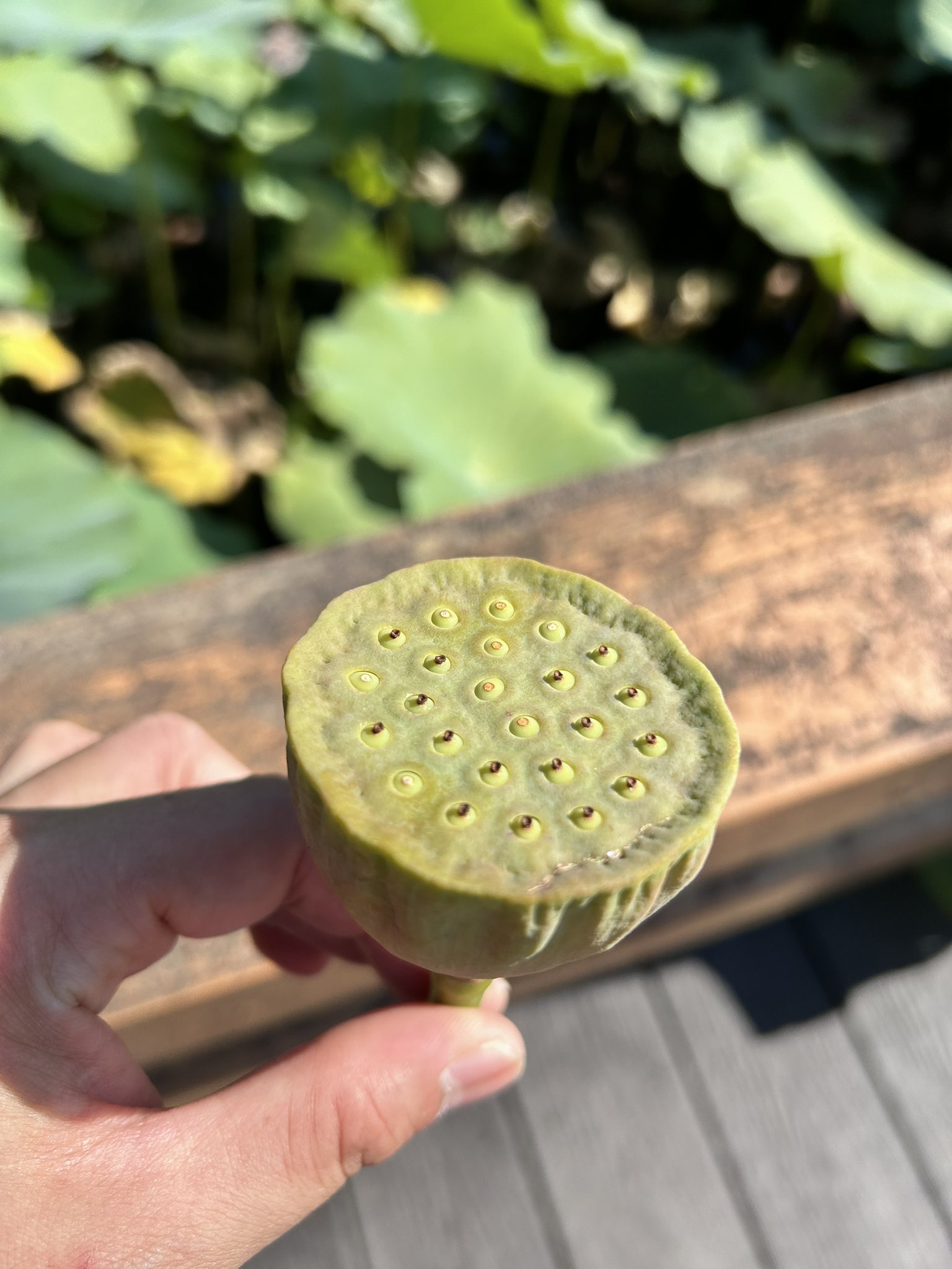 小麦の食料自給率向上へ。創業時の理念を受け継ぎPascoが日本の小麦100%のパンづくりに懸ける想いと軌跡。敷島製パン株式会社のストーリーPRTIMES STORY