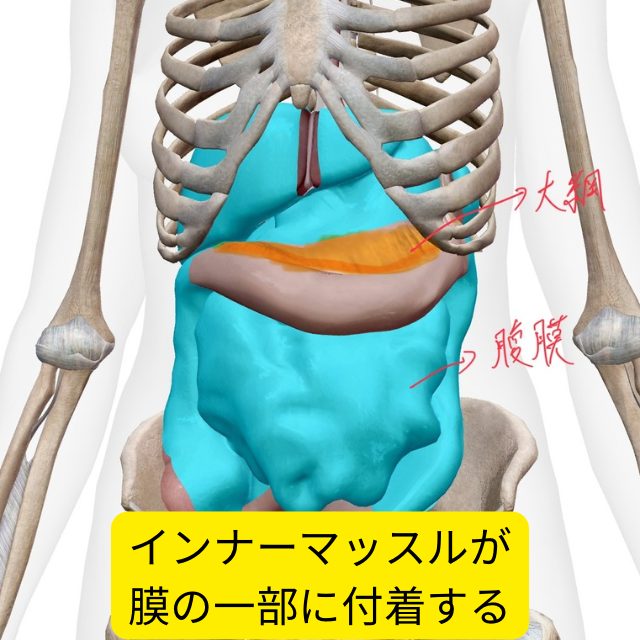 Nピラティス 痛み・ゆがみ・姿勢をかえる本格マシンピラティススタジオ腹直筋離開は知っていますか？産後のピラティスを行う上で、知っておかなければいけない知識の一つです。今月はNピラティススタッフマガジンnmotionがキャンペーンで無料読み放題となっており