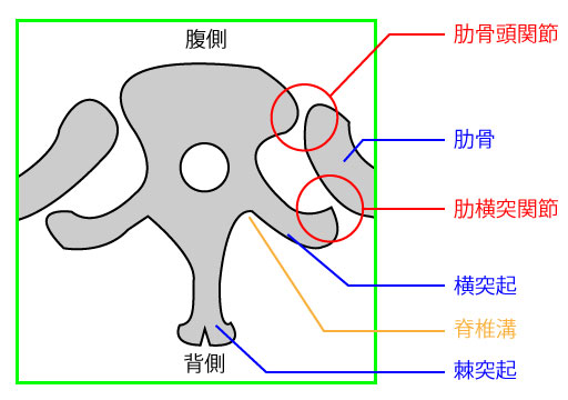 脊柱のランドマーク C7、Th2・3・7・12、S2 ＋ヤコビー線＋α