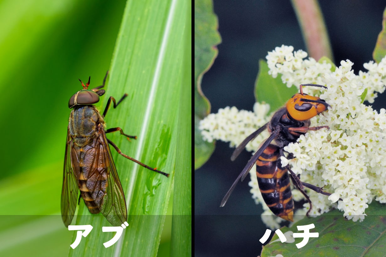 虫刺され』の症状・治療法 症例画像 田辺三菱製薬ヒフノコトサイト