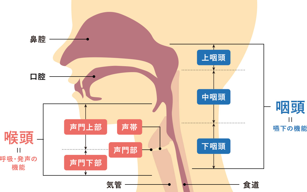 実は隠れてる!? 風邪と間違いやすいノドや鼻の病気 – 特集・コラム メディカルページ札幌