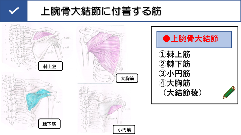 上腕二頭筋長頭腱炎－肩前面の痛み、腕を動かすと肩が痛む藤田鍼灸整骨院