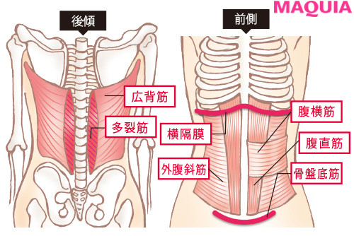 腰の痛みとお腹の筋肉の関係について柏鍼灸整骨院 柏駅西口徒歩４分