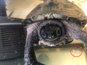 水ガメの皮膚が白い・専門獣医師が解説する水カビ Ver.2