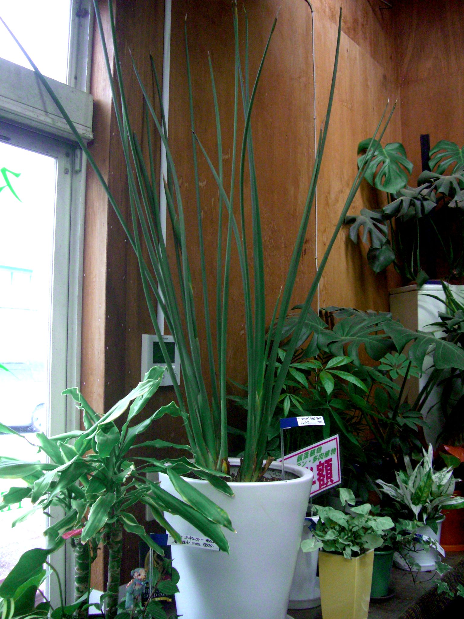 ストレリチア 極楽鳥花 の育て方植え替えや水やり頻度は？花が咲かない原因は？🍀GreenSnap グリーンスナップ