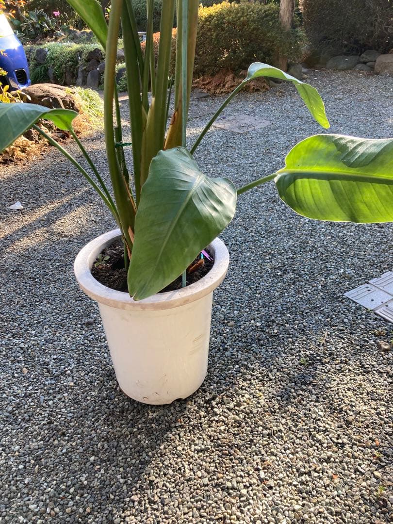 大株で細葉の個体のストレッチア・レギネ10号鉢 大株で