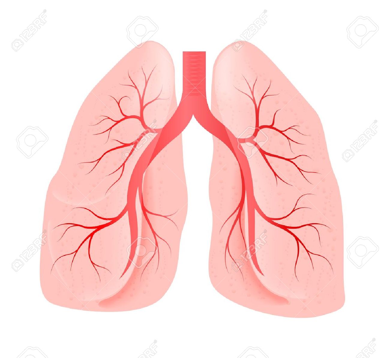 かわいいサングラスの肺のイラスト素材無料ダウンロード IllustCute