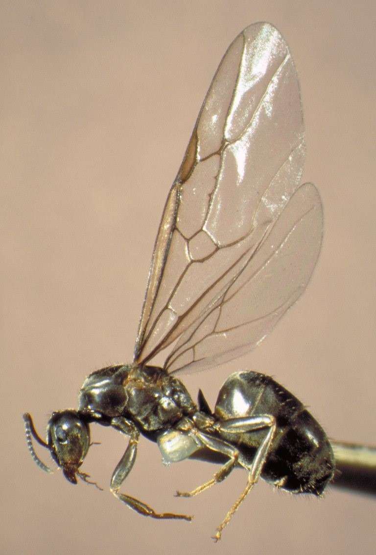 アリ ～仕事を分け合う大家族の、したたかな生き方KINCHO 大日本除虫菊株式会社