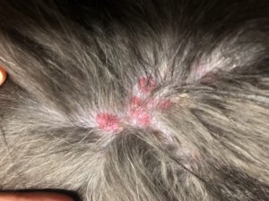 ノミに刺されたときの対処法は？他の虫刺されとの見分け方や予防法も解説