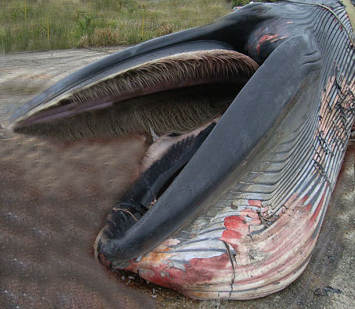 鯨 くじら 」の英語はwhaleで本当にいいの？目指せクジラマスター！ Kimini英会話