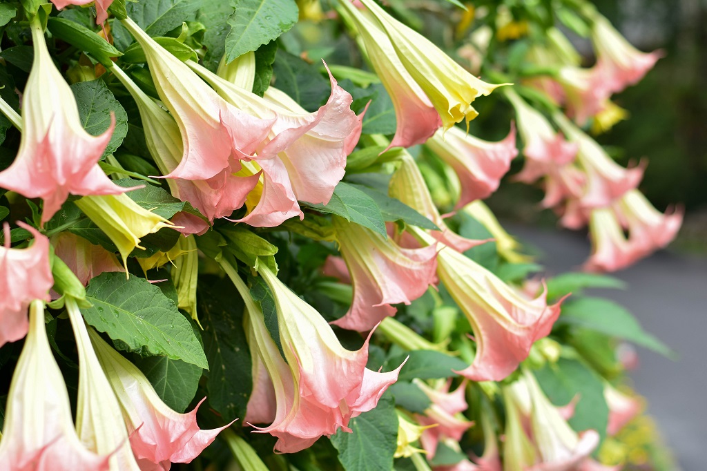 datura04.jpg