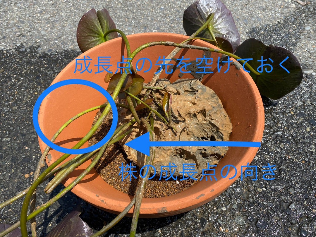 睡蓮の花が咲かない原因3選！睡蓮が葉っぱばかりの理由は