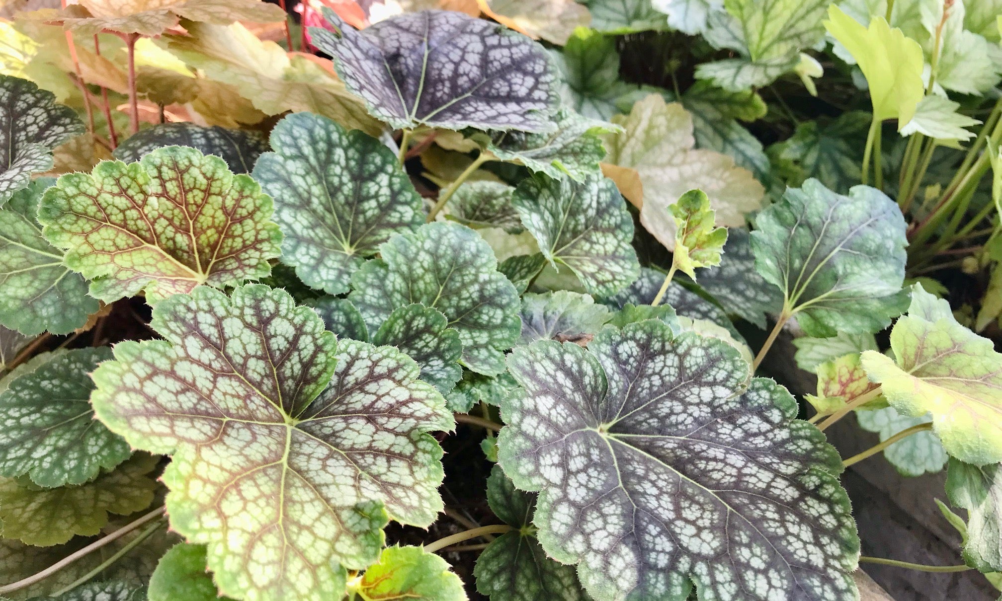 枯れそうなヒューケレラ・クッパーカスケード 掘り上げて、根腐れから復活させるレトニワ