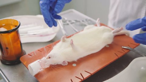 再生肺移植、ラット実験で初成功ナショナル ジオグラフィック日本版サイト