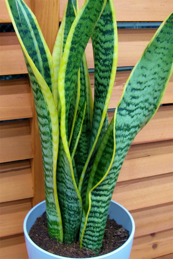 モンステラとサンスベリアをワンサイズ上の鉢に植え替えた！HERMITCRAB