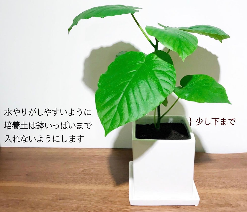 観葉植物のある暮らし ― 植え替えのコツ ― 高田建築事務所