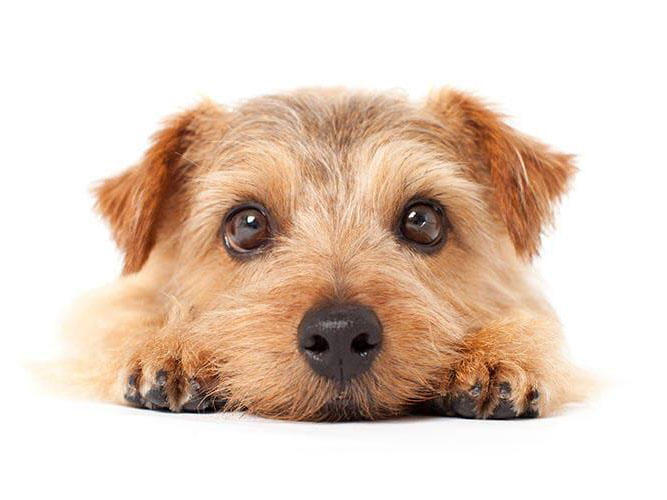 犬がうつ伏せで寝るのは大丈夫？注意したい寝相と心理状態について - petan