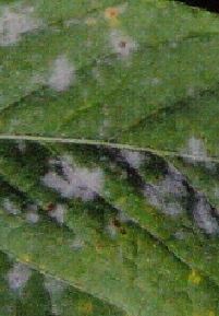 枝豆の葉裏が赤褐色に変色原因はダニではなくストレス？京野菜農家 やまふじ農園