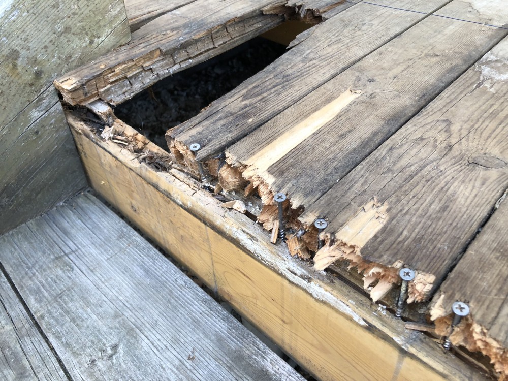 朽ちた倒木は・ - 森あそび奮闘記