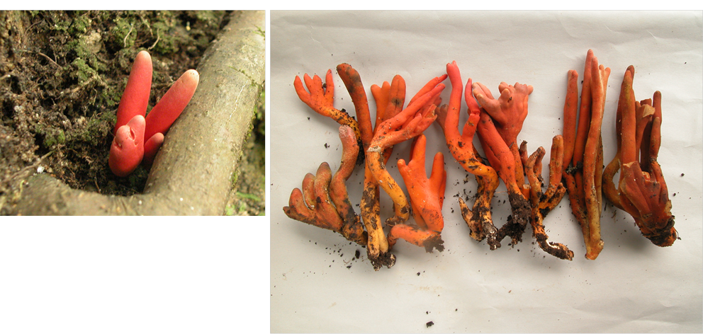 ハツタケとアカハツきのこじき