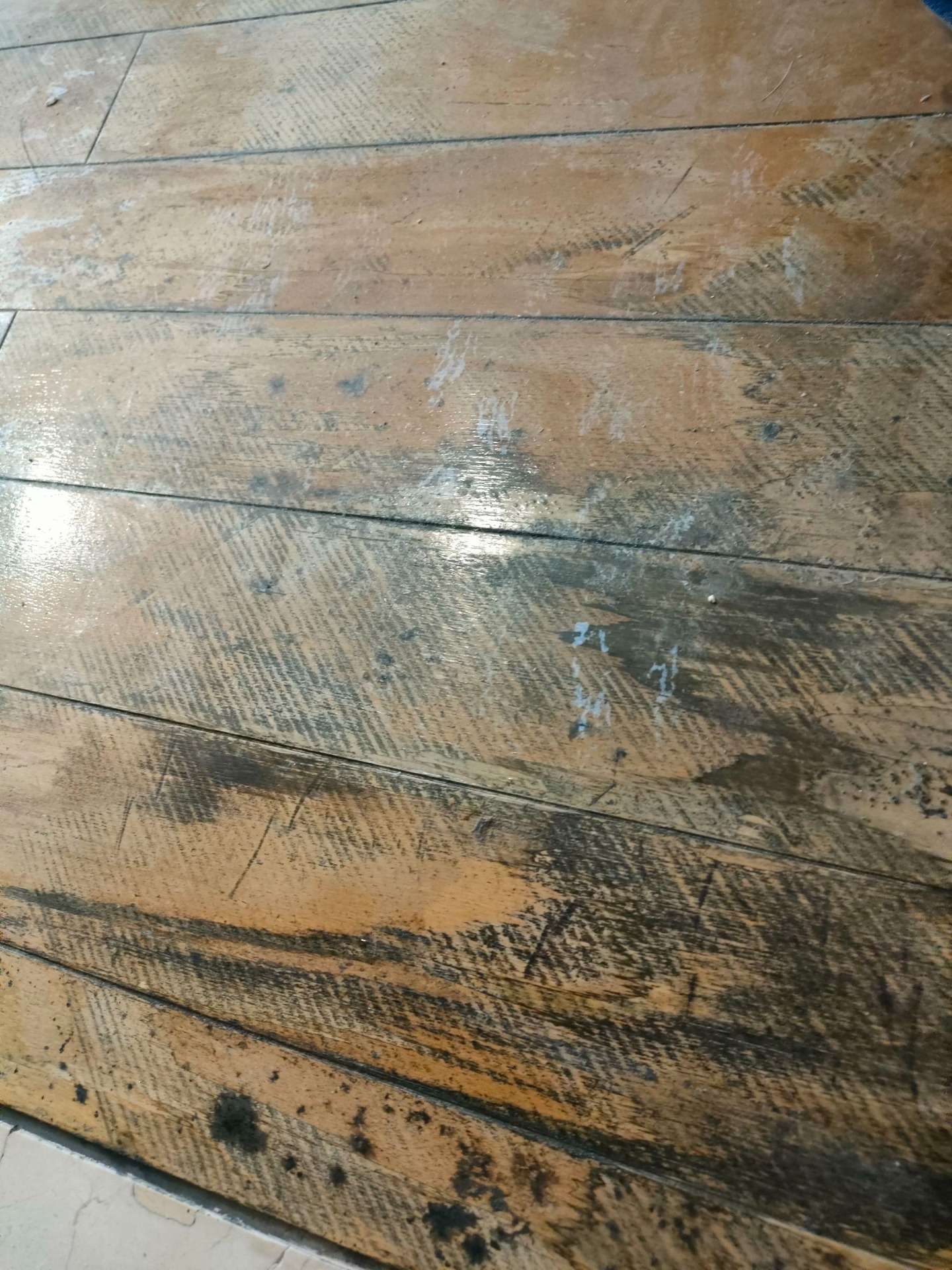 無垢フローリングにカビ!? 脱衣所で起きたトラブルと正しい防カビ対策エコロキア株式会社 公式 無垢フローリング・ウッドデッキ専門店