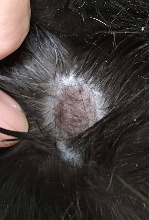 犬の脱毛・毛が抜ける症状がある時に考えられる原因とは？なんよう動物病院知立市の動物病院