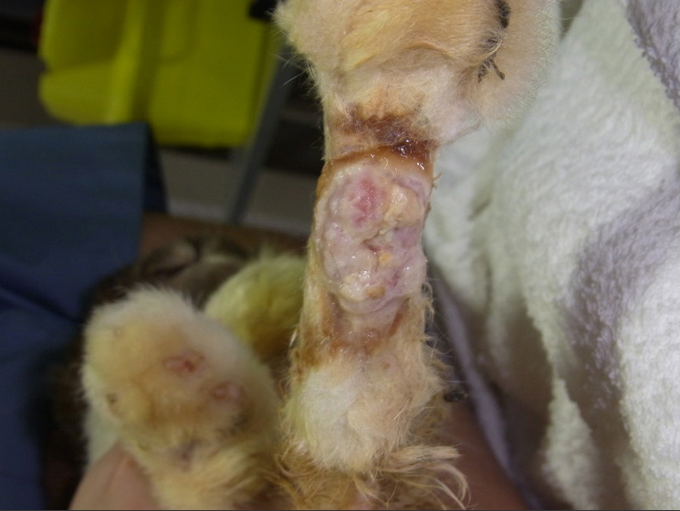 ウサギの湿性皮膚炎メルどうぶつ病院小山市で犬・猫の診療・健康診断・避妊去勢手術・FIP治療なら小山市の動物病院メルどうぶつ病院へ