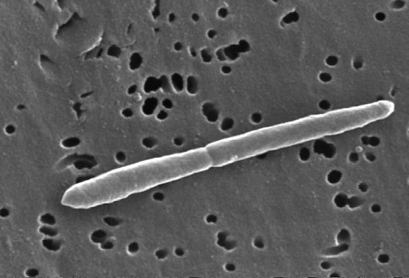 細胞分裂の写真素材写真素材なら「写真AC」無料 フリー ダウンロードOK