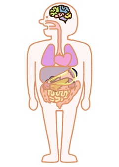3ヒントで「臓器」の名前をあてよう！「完全に肉でできている」が語源です