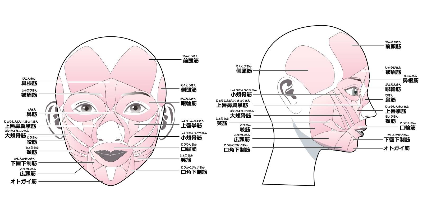 表情筋のイラスト素材 - PIXTA