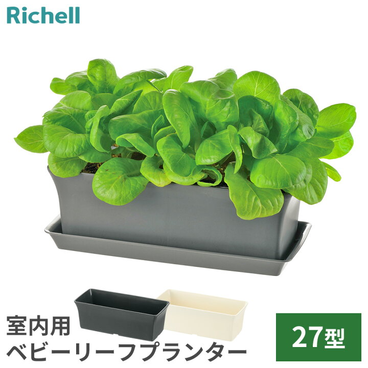 室内でベビーリーフ栽培十時花園食卓菜園を提案