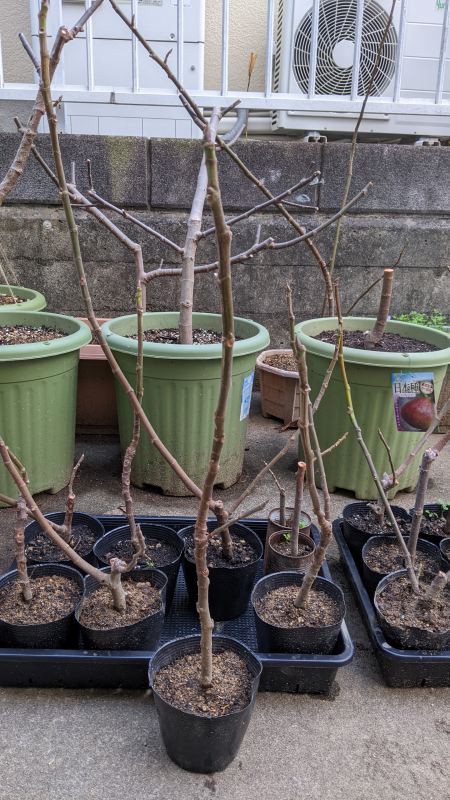 イチジクの挿し木のやり方を解説！時期や成功のコツは