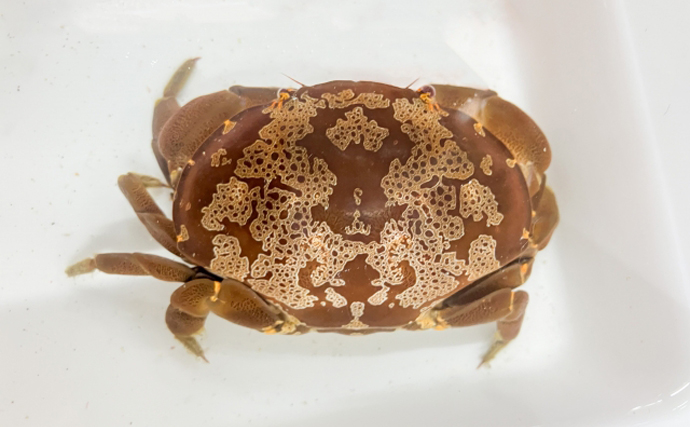 食べちゃいけない毒ガニ３種！ 脚１本で死ぬことも しかたにさんちの自然暮らし ３７- 琉球新報デジタル