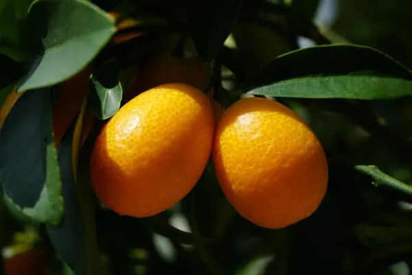 1.金柑苗木子どもリクエストで育て始めるそだレポ 栽培レポート byマンションベランダみんなの趣味の園芸