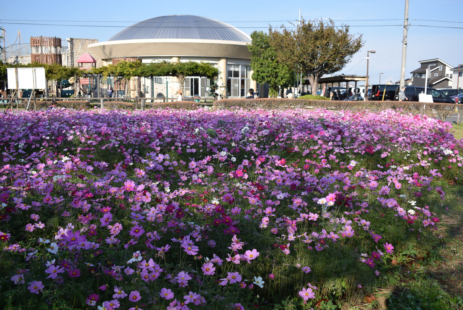 令和6年4月 春日部市 牛島古川公園（第2期）桜並木 ドローン撮影