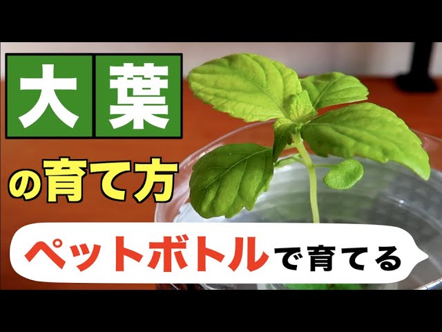 体験談付き 種から育てる！大葉 しそ 家庭菜園の育て方みどりのグリーン
