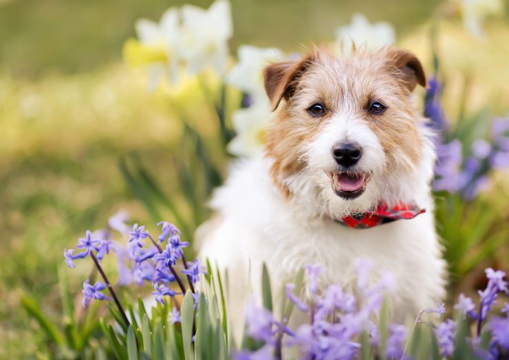 花吐き病 はなはきびょう2023年10月7日- エキサイトニュース