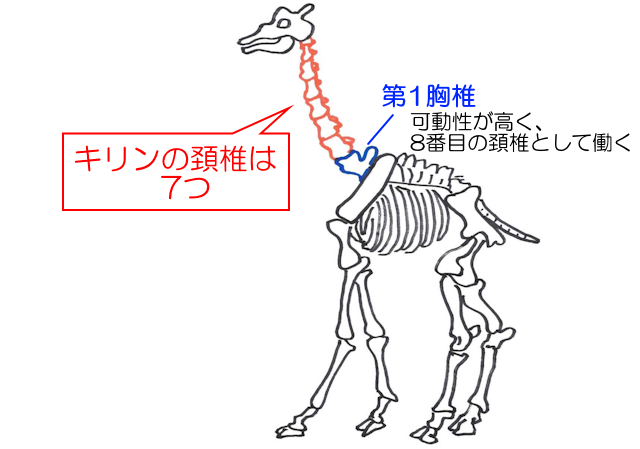 ウィッチャー3 人間の切断面はグロくない - ゲーム日記とかとか＋1品