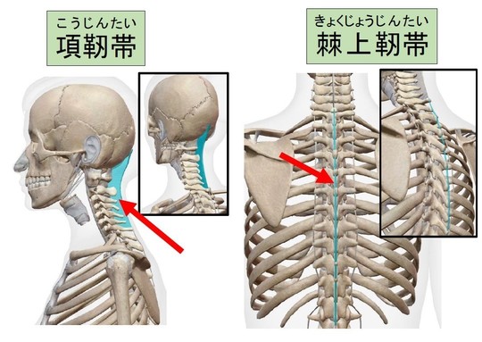 南越谷で棘間靭帯炎にお悩みなら早期改善を目指すの「南越谷koharu鍼灸整骨院」
