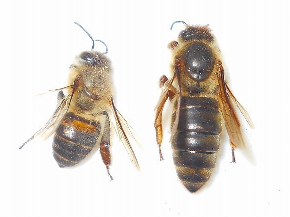 ミツバチの女王蜂はどうやって選ばれる？女王蜂の選出過程とその理由蜂バスタ