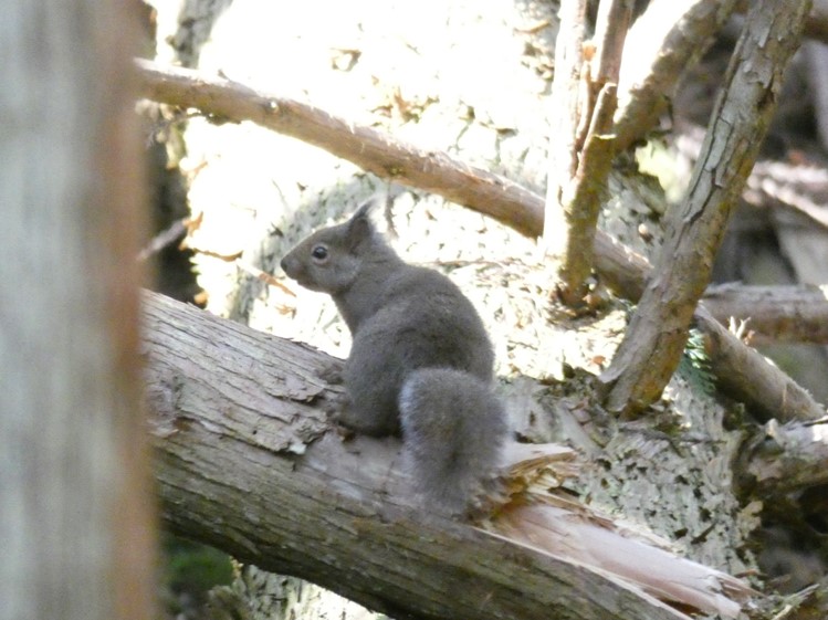 齧歯目 Rodentia 野生生物共有図鑑