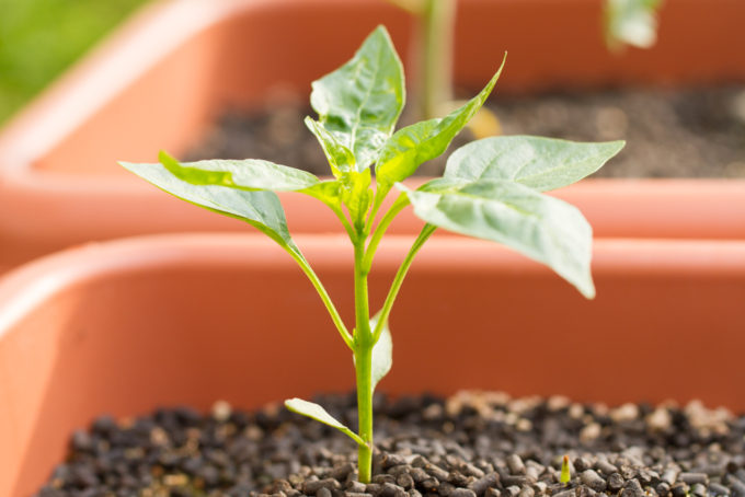 スキマでも簡単ピーマンの栽培方法
