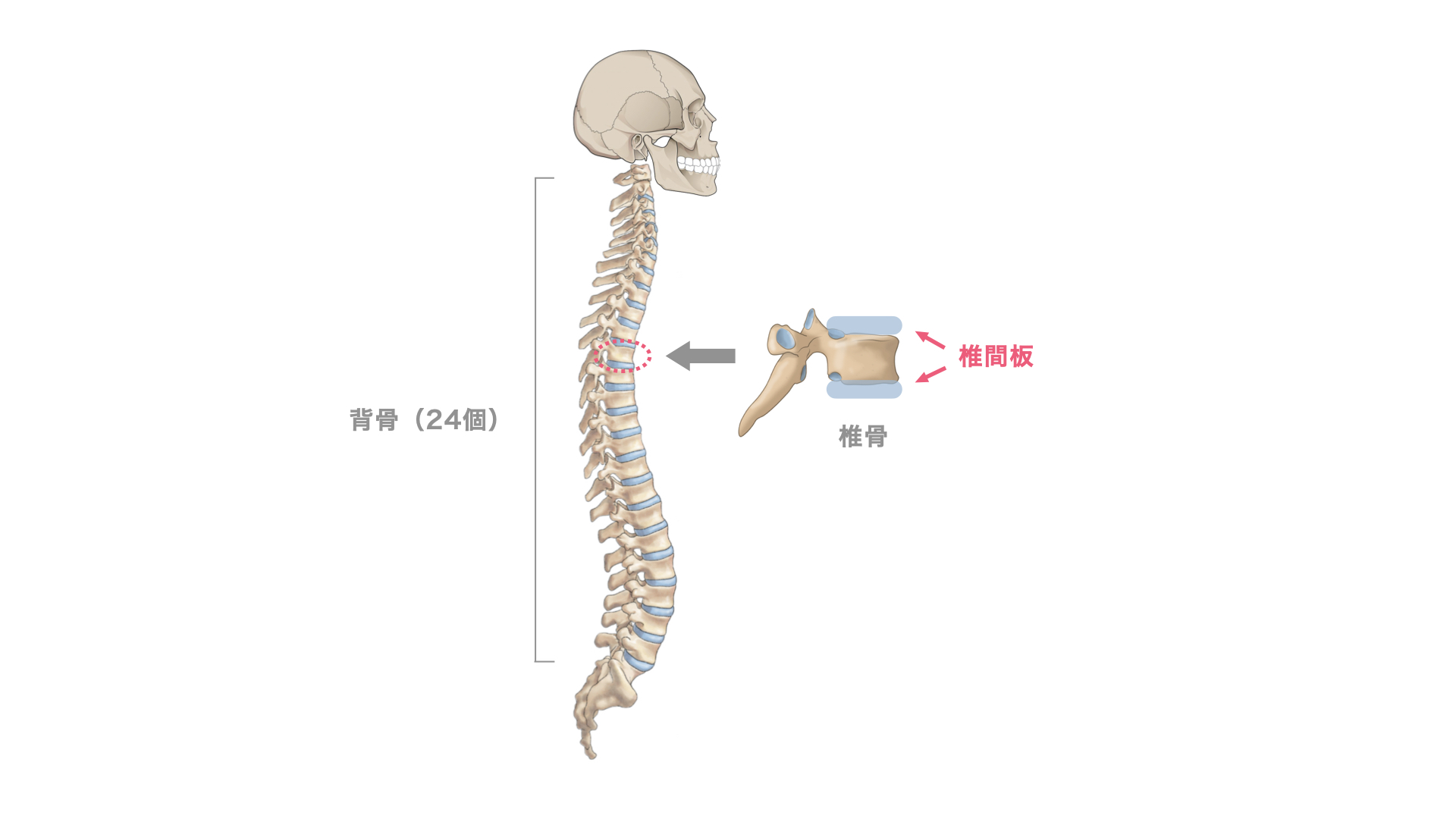 ４０歳男性 ピラティスで本当に身長が伸びるのか検証！すすきの交差点前パーソナルジム・ドレンチワークス