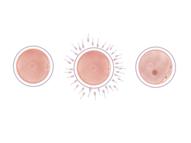 受精卵のイラスト素材 - PIXTA